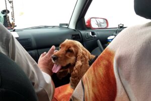Jak převážet psa v autě